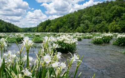 EPA Update: The EPA at 50